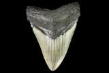 Fossil Megalodon Tooth - North Carolina #109529-1